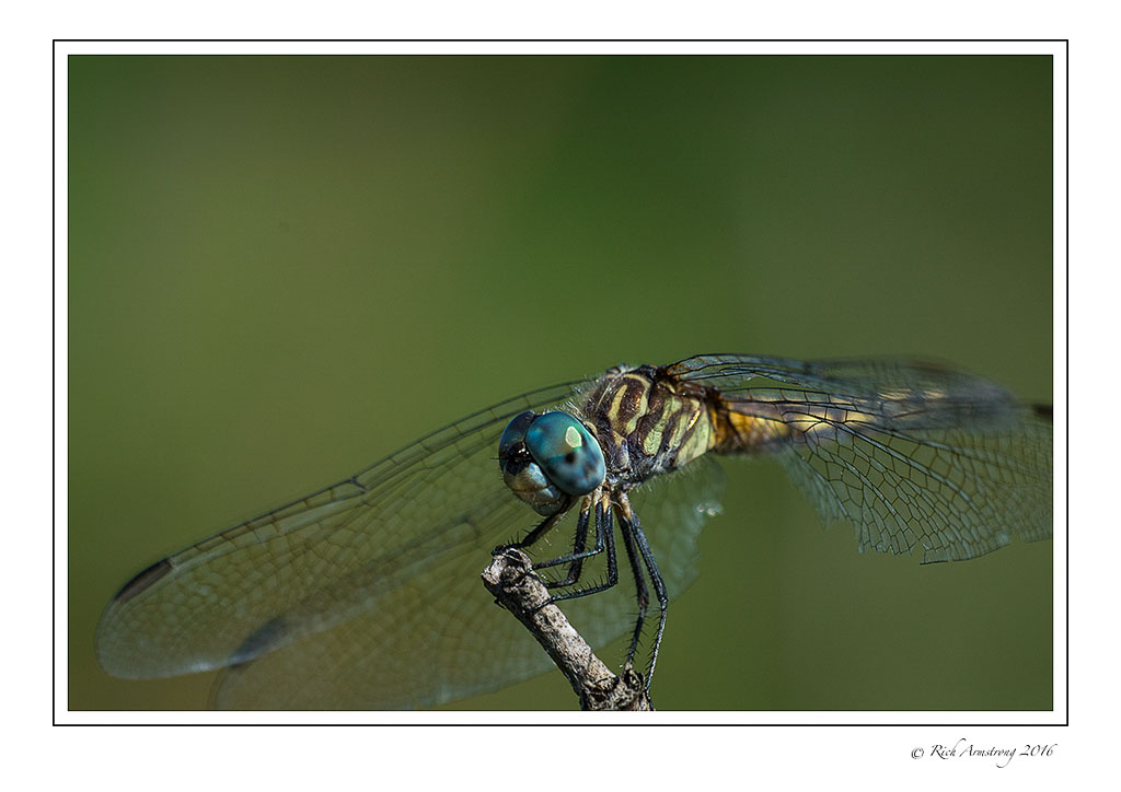 dragonfly-9.jpg