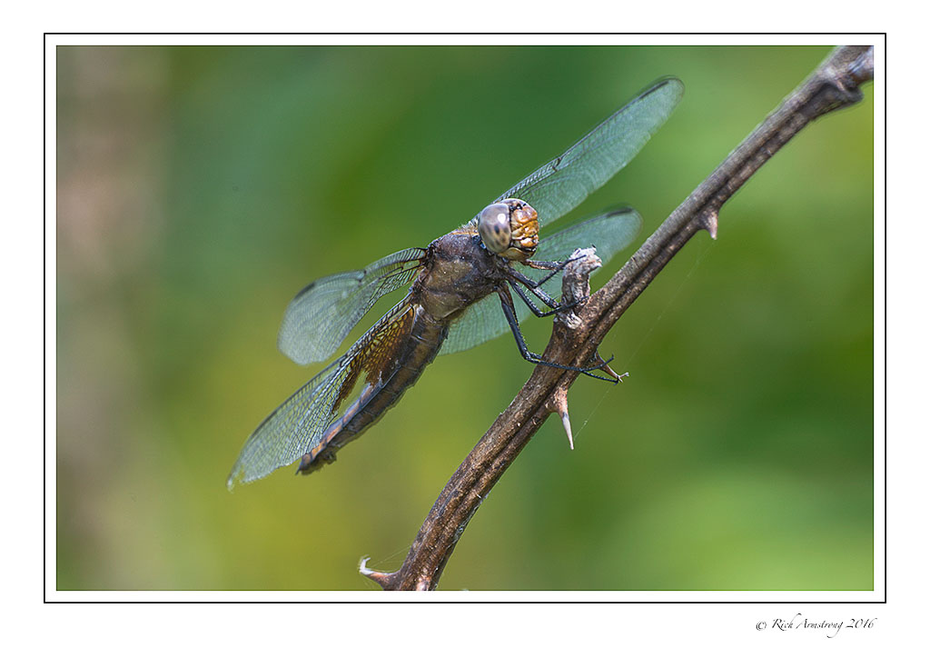 dragonfly3c.jpg