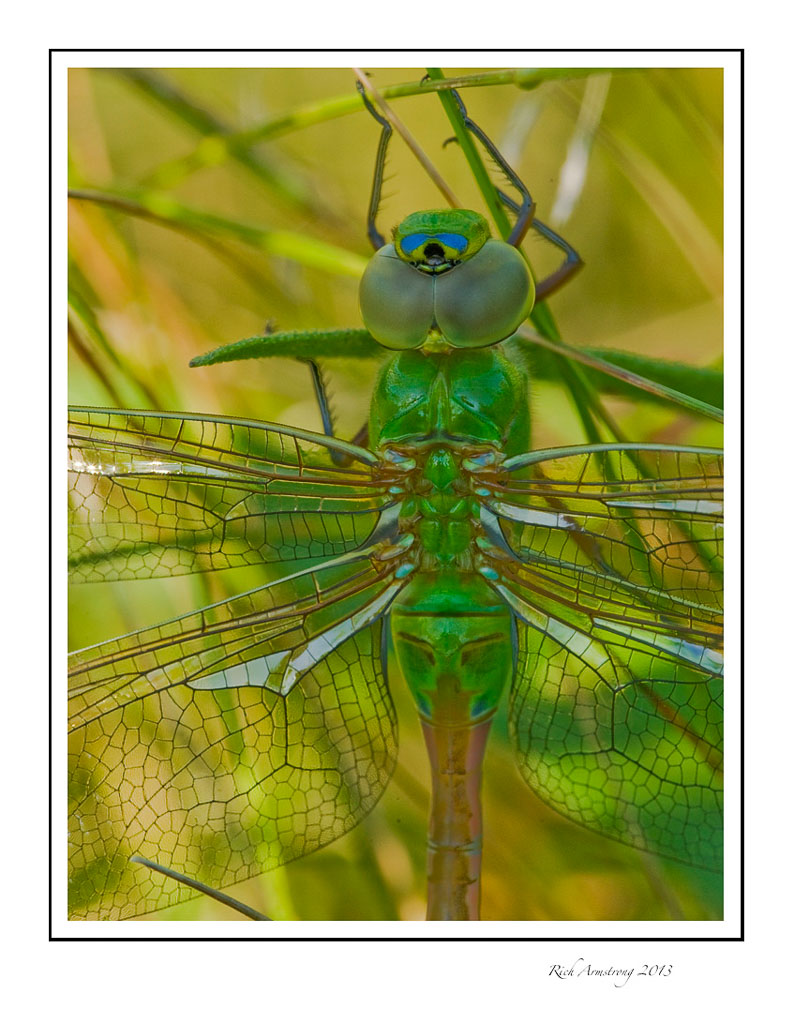 green-dragonfly-2-frm.jpg