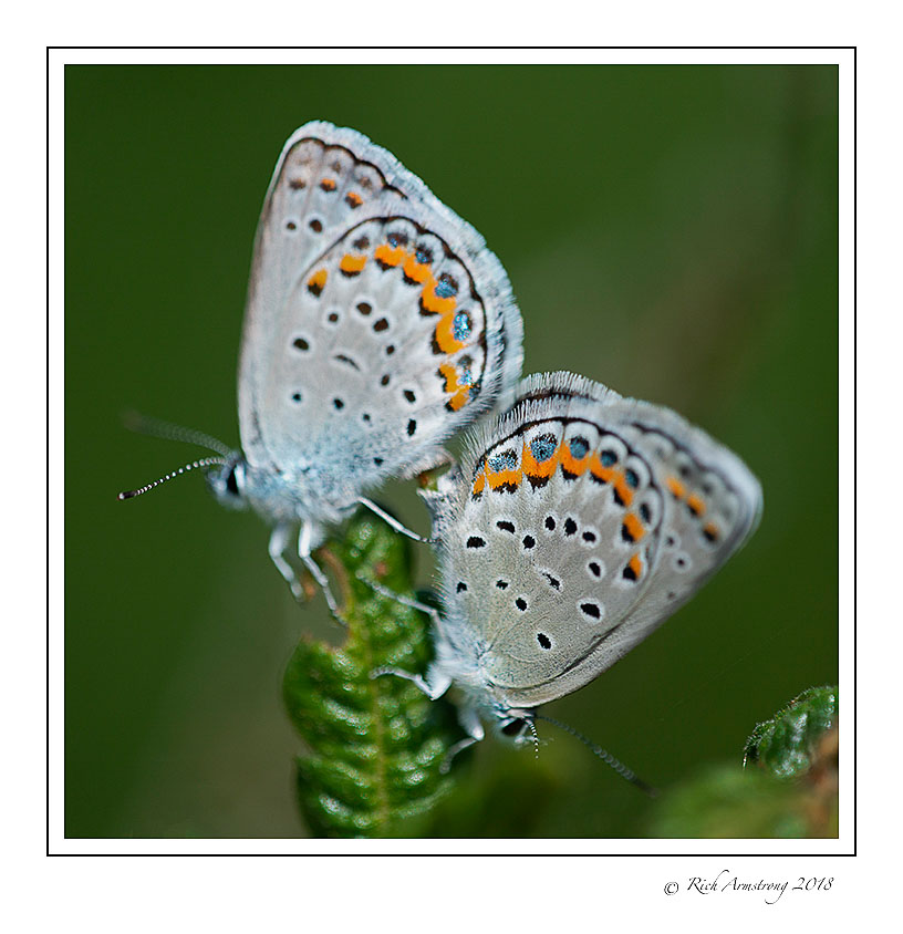 karner-blue-butterflies-12-copy.jpg