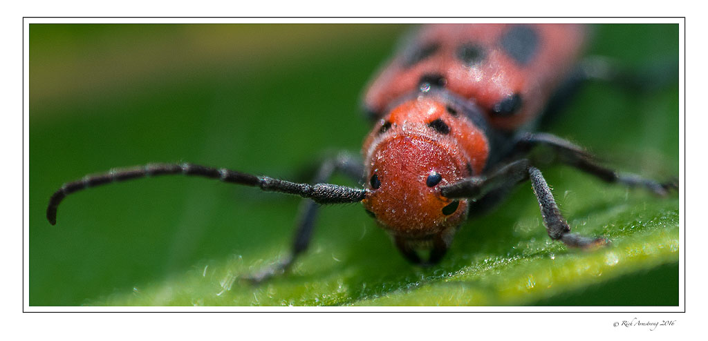 milkweed-beetle-1w.jpg