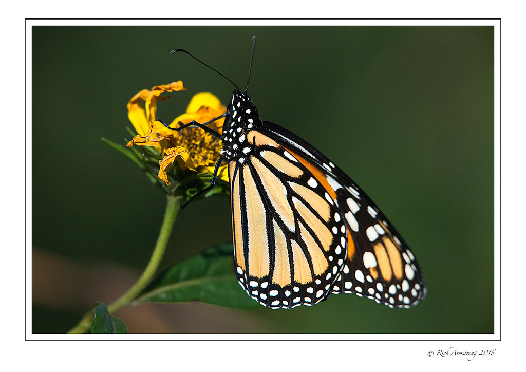 monarch-1-copy.jpg