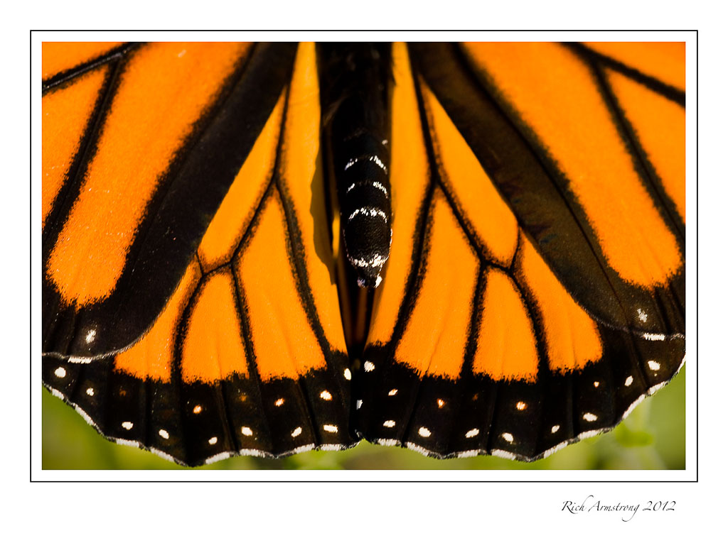 monarch-3-frm.jpg