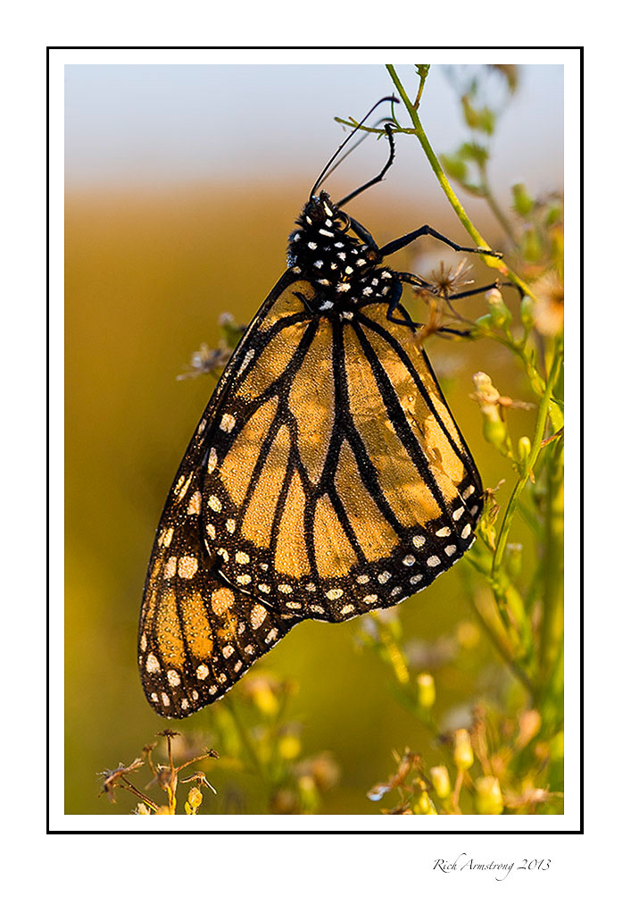 monarch-5-frm.jpg