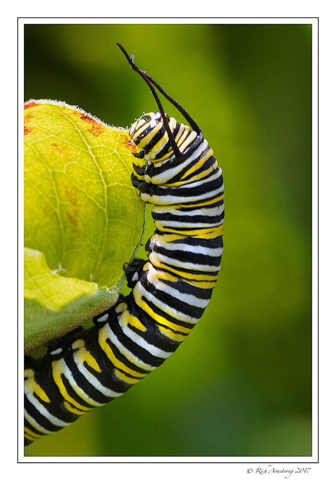 monarch-caterpillar-1-copy.jpg