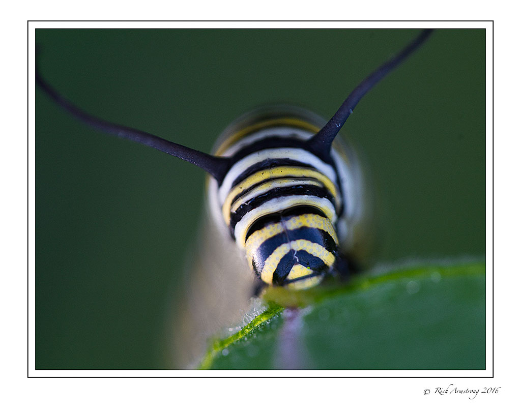 monarch-caterpillar-2w.jpg