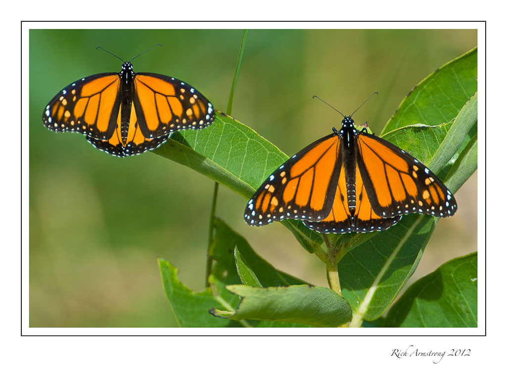 monarchs-on-milkweed-frm.jpg