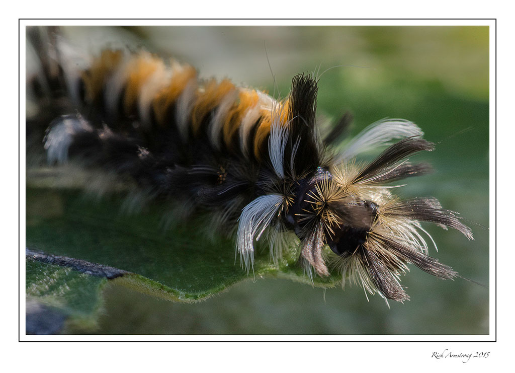 nilkweed-moth-caterpillar-8-frm-copy.jpg