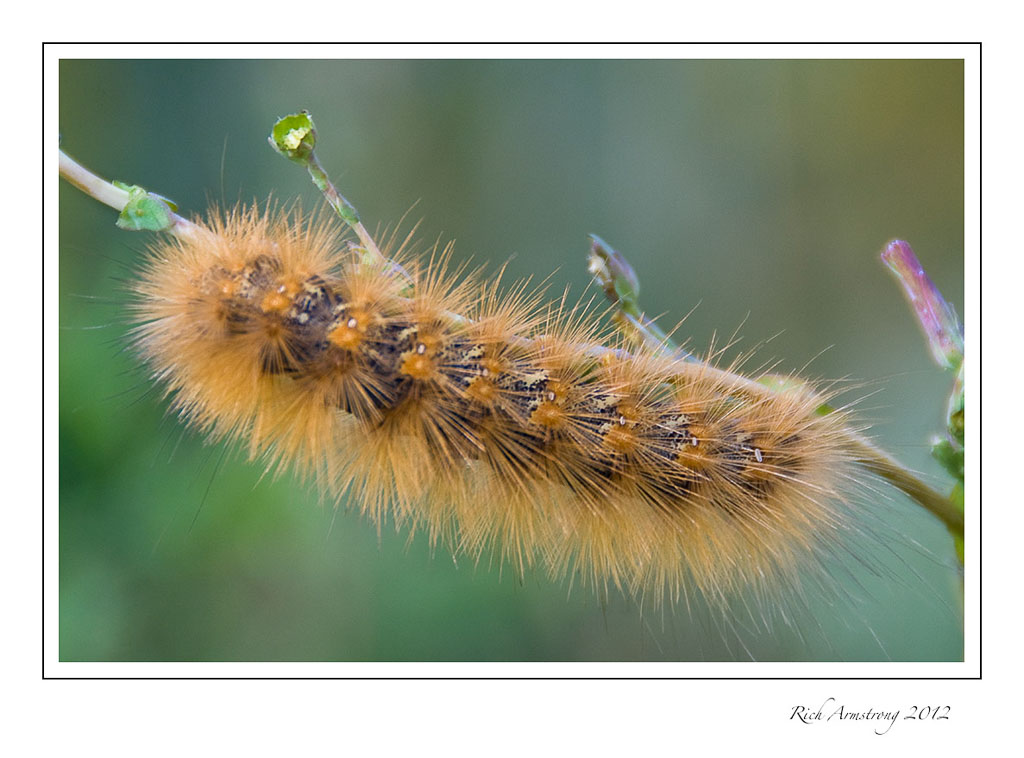 orange-caterpillar-2-frm.jpg