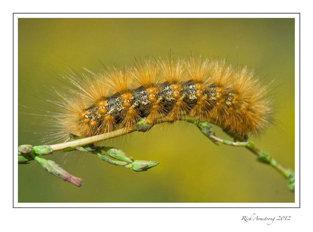 orange-caterpillar-5-frm.jpg