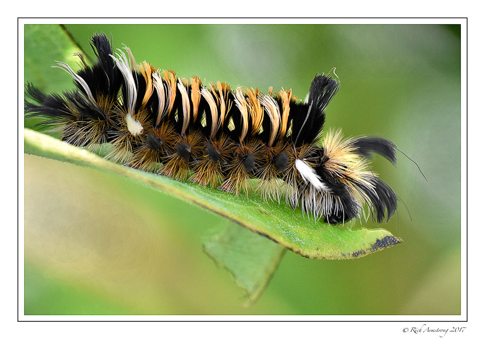 tussock-moth-caterpillar-1-copy.jpg