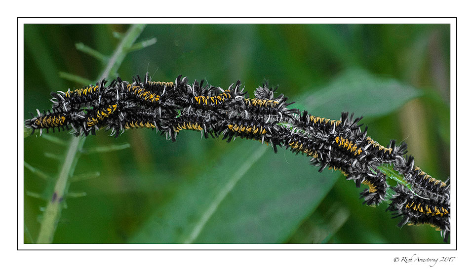 tussock-moth-caterpillars.jpg