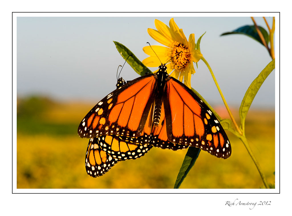 twin-monarchs-1-frm.jpg