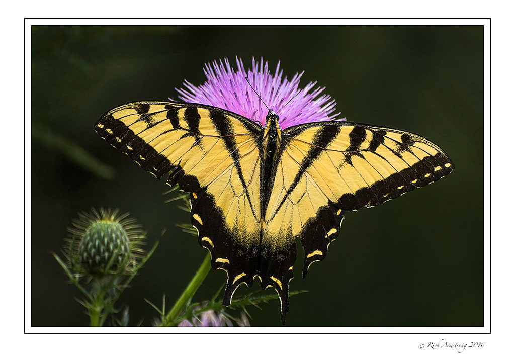 yellow-swallowtail-1-w.jpg
