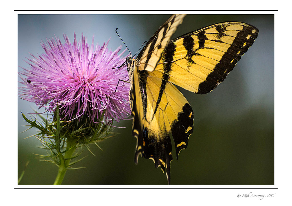 yellow-swallowtail-2-w.jpg