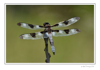 12-spotted-gragonfly-male-w.jpg