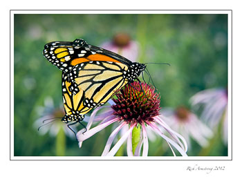 2-monarchs-2-frm.jpg