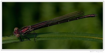 American-Rubyspot-1-copy-2.jpg
