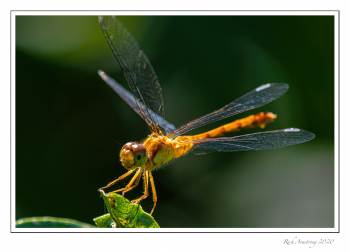 Autumn-Meadowhawk-copy.jpg