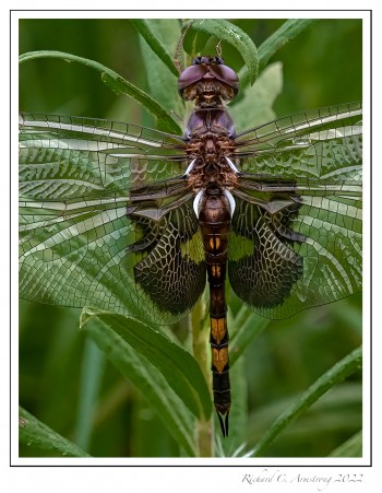 Black-Saddlebags-2-copy-2.jpg