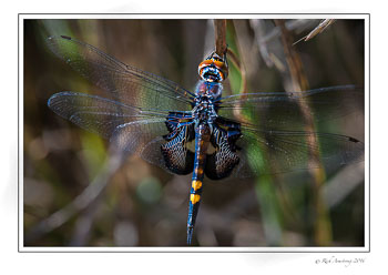 Black-Saddlebags.jpg