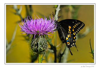 Black-Swallowtail-copy.jpg