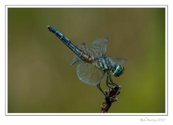 Blue-Dasher,-Female-copy.jpg