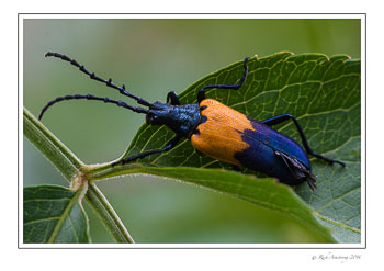Bug-1-w.jpg