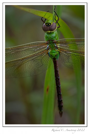 Common-Green-Darner,-teneral-1-copy.jpg