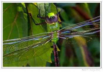 Common-Green-Darner,-teneral-1.-copy.jpg