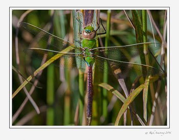 Common-Green-Darner.jpg