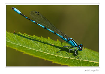 Damsel-Fly-1-w_.jpg