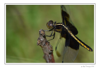 Dragon-fly-3-w.jpg
