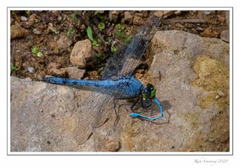 Eastern-Pondhawk-eating-DF-1x-copy.jpg