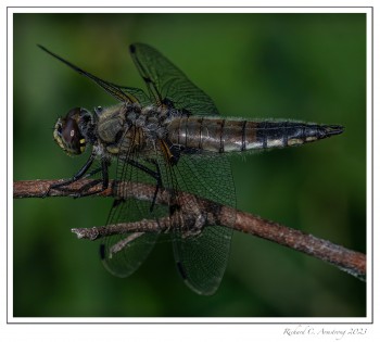 Four-spotted-Skimmer-copy-2.jpg