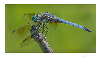 Great-Blue-Skimmer-w.jpg