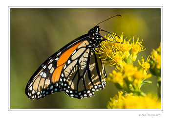 Monarch-2-copy.jpg