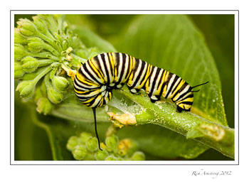 Monarch-Pillar-Ely---01-frm.jpg