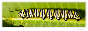 Monarch-Pillar-Ely---03-frm.jpg