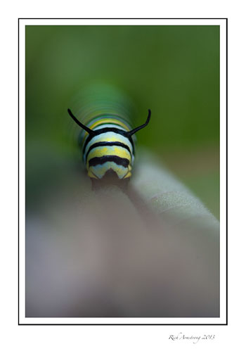 Monarch-Pillar-Ely---04-frm.jpg