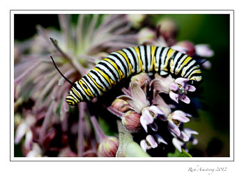 Monarch-Pillar-Ely---08-frm.jpg