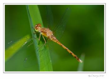 OT-Autumn-Meadowhawk-Dragonfly-2x-copy.jpg