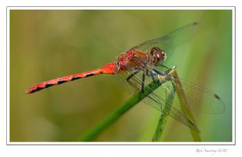 OT-White-faced-Meadowhawk-Dragonfly-3x-copy.jpg