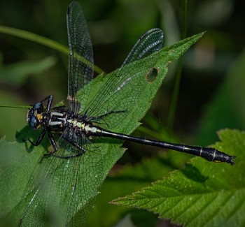 Rapids-Clubtail-3.jpg