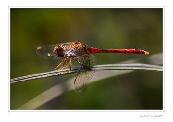 Ruby-Meadowhawk.jpg