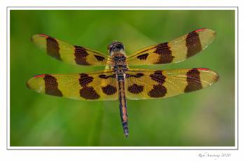 SC-Halloween-Pennant-1x-copy.jpg