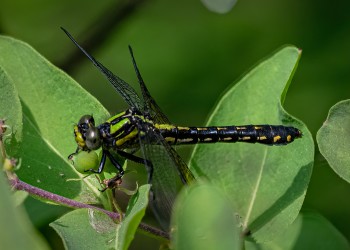 Sioux-Snaketail-1x-copy-3.jpg