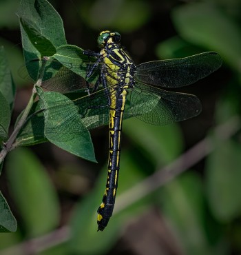 Splendid-Clubtail-4.jpg