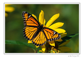 Viceroy-1-copy.jpg