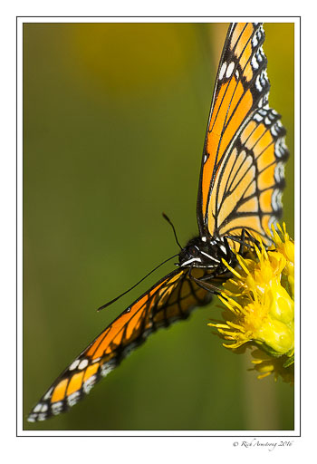 Viceroy-2-copy.jpg